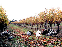 minot-wines_margaret-river.jpg